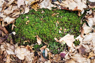 Green moss among dry old leaves in the forest in the fall_