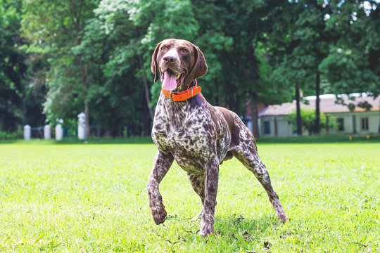 German shorthaired dog is running on the lawn grass in the park_