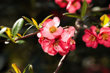 blooming Japanese plum flowers in spring time close up view