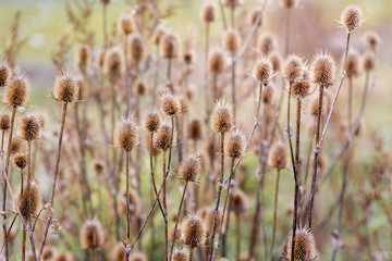 Dry weeds on the bank of the river in the autumn_
