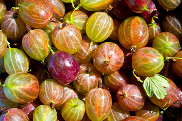 Juicy ripe berries of a gooseberry closeup shot . Gooseberry harvest