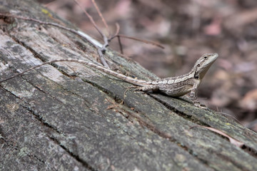 A small lizard sitting on a dead tree stump lying on the ground