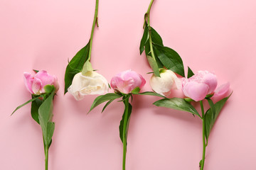 Beautiful peonies on color background