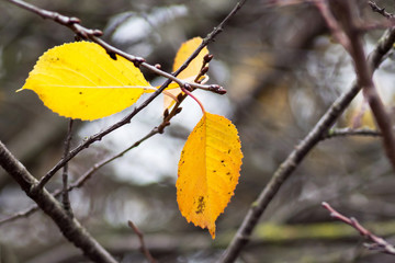 Yellow and orange leaves on the tree in autumn_