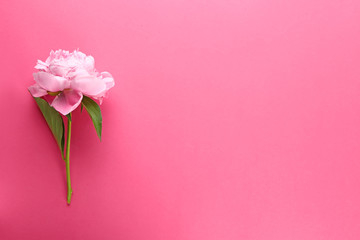 Beautiful fresh peony flower on color background