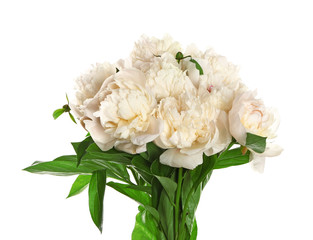 Beautiful fresh peony flowers on white background