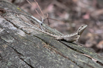 A small lizard sitting on a dead tree stump lying on the ground