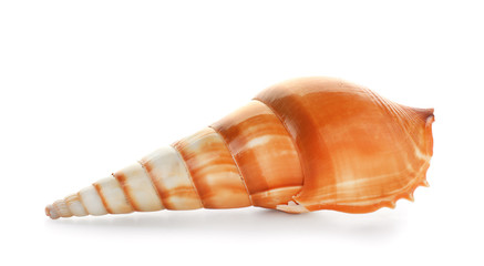 Beautiful sea shell on white background