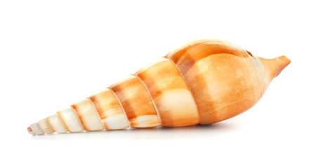 Beautiful sea shell on white background
