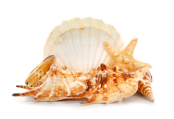 Beautiful sea shells on white background