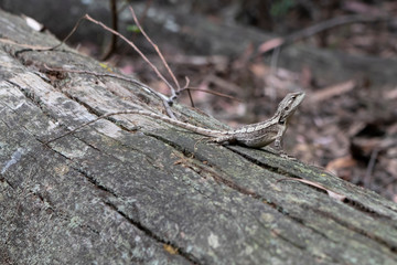 A small lizard sitting on a dead tree stump lying on the ground