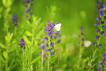 Beautiful butterfly on flowers in green field