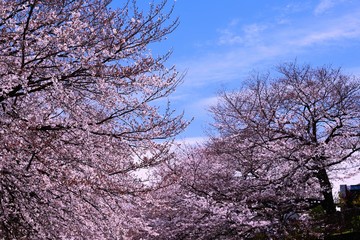 Fototapeta na wymiar 恩田川の桜