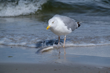 Silbermöwe (Larus argentatus) frißt Aal