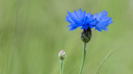 Fleur bleue
