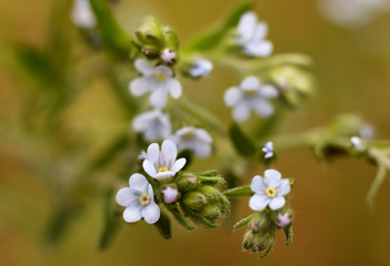 wildflowers in macro image on blurred background