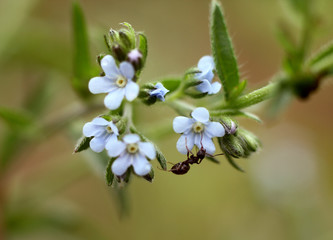 ants on field flowers in macro images