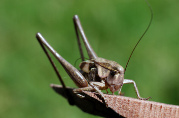 large long-legged grasshopper before jumping