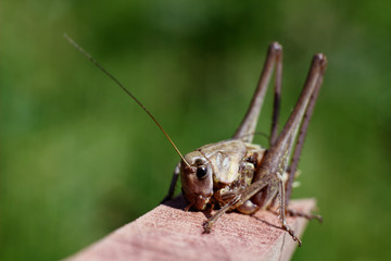 long-legged grasshopper sitting on a tree