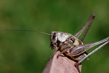 long-legged grasshopper sitting on a tree