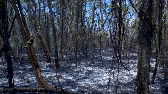 the destruction of a brush fire in puna hawaii on the big island. freshly put out was still smoldering when this was shot.