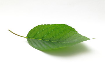 Obraz premium green leaf isolated on white background