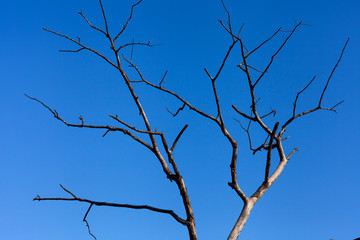 dead tree on blue sky