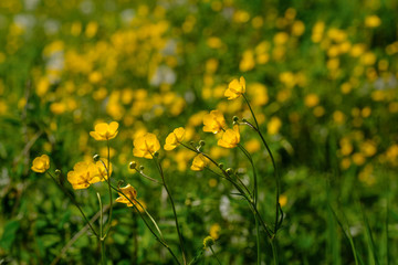 Wiese voller Hahnenfuß (Ranunculus)