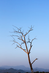 dead tree on blue sky