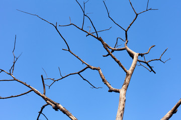 dead tree on blue sky