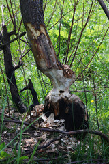 tree by the pond gnawed beavers