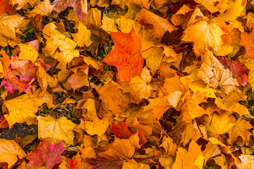 maple leaves cover the ground