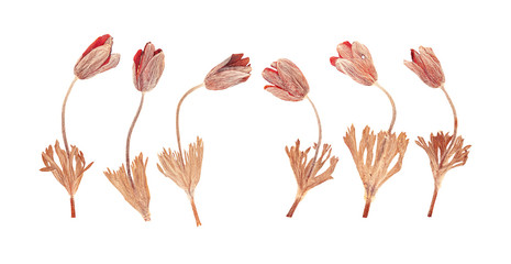 Set of wild dry pressed flowers and leaves