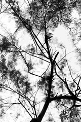 Tree branch and leaves silhouette against white background.