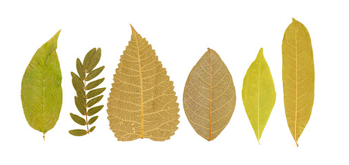 Set of dry pressed leaves of various shapes isolated