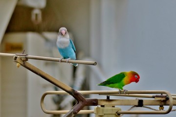 beautiful bright parrots sit high on the antenna