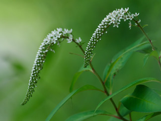 美しい白いオカトラノオ
