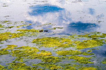 Wasserratte im see mit Algen