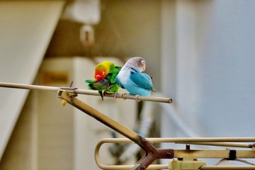 beautiful bright parrots sit high on the antenna