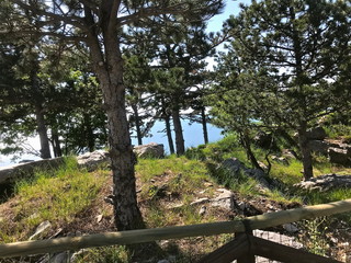 pineta e mare sfondo