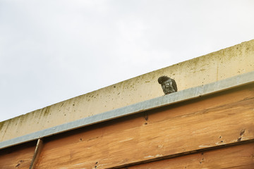 Pigeon sitting on the wooden building.