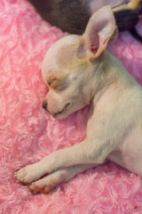 Baby chihuahua Sleeping