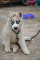 White Siberian Husky puppy