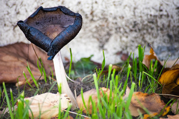 Black crumpled mushrooms among green grass and autumn leaves