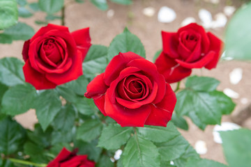 バラ 薔薇 レッドクイーン