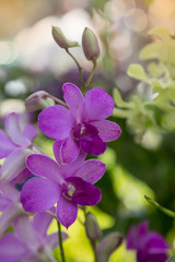 Fototapeta na wymiar Purple orchids flower