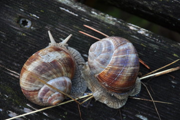 Schnecken