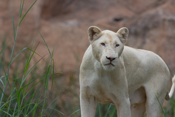 Young white lion