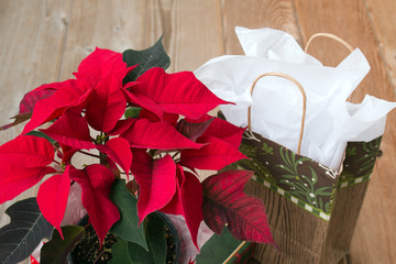 Christmas gift and poinsettia plant on wood surface