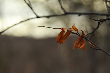a park in the autumn, during cloudy weather, late autumn, defocused